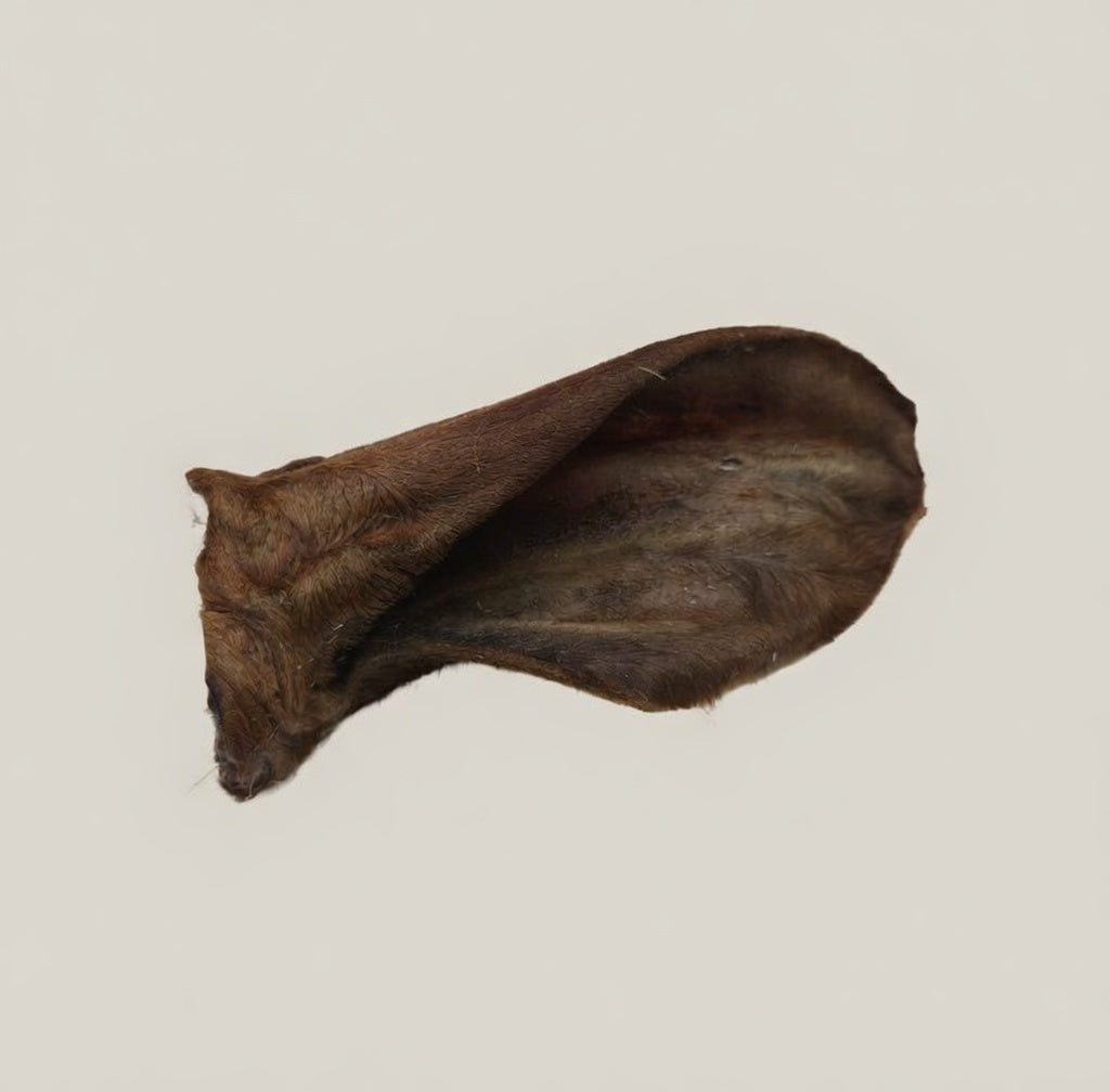 Close-up of Beef Ear with Fur - Dehydrated Chews all-natural dog chews