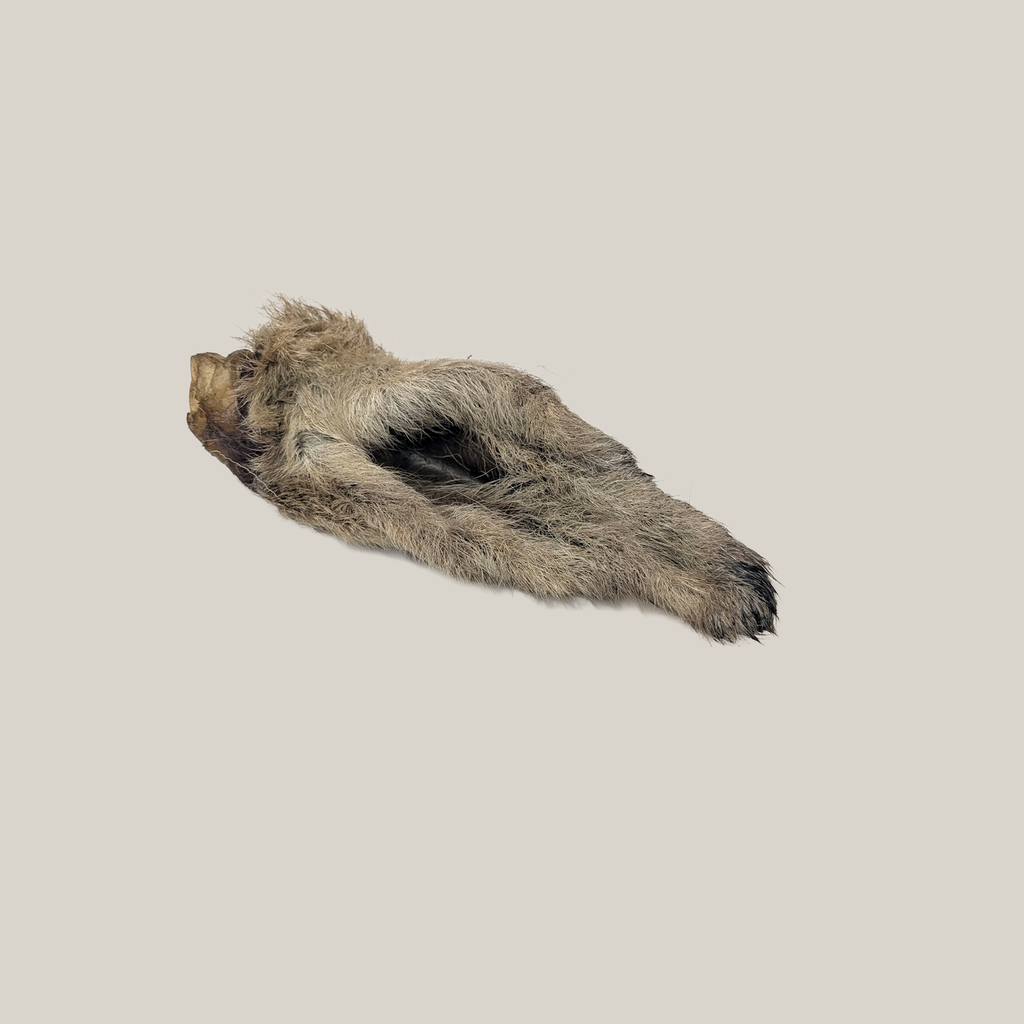 Close-up of Lamb Ear - Whole with Fur - Natural Dog Chew all-natural dog chews