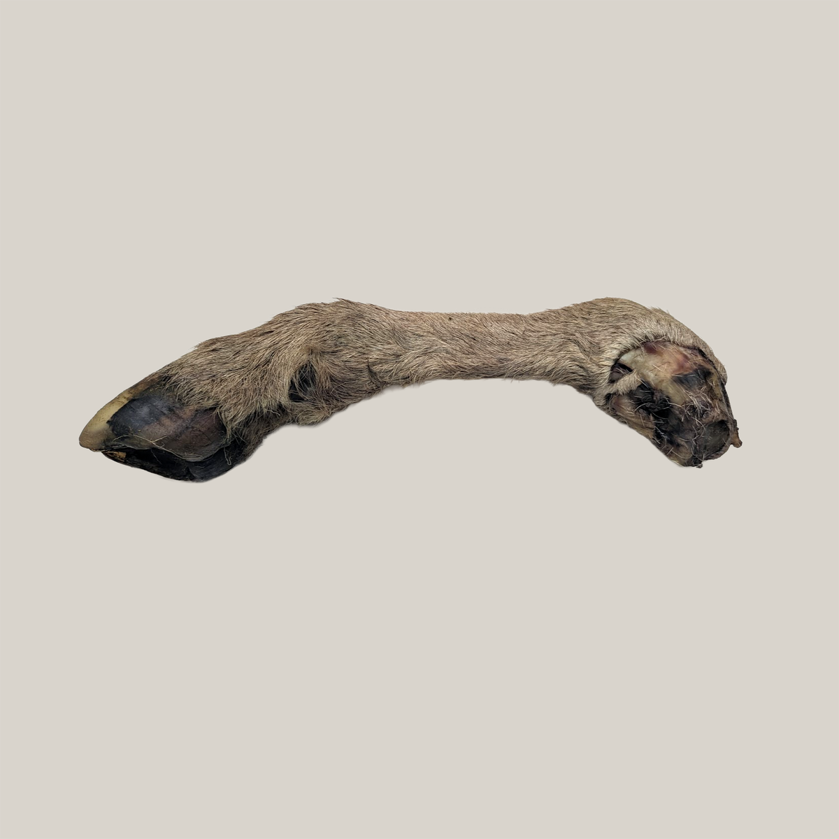 Close-up of Lamb Legs With Hoove - Whole all-natural dog chews