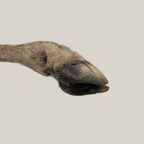 Lamb Legs With Hoove - Whole dog chews, package front view